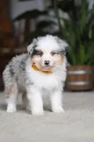 Max, a male Miniature Australian Shepherd for sale in Dundee, OH – Photo 2 of 10