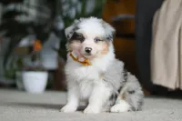 Max, a male Miniature Australian Shepherd for sale in Dundee, OH – Photo 1 of 10