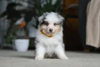 Max, a male Miniature Australian Shepherd for sale in Dundee, OH – Photo 8 of 10