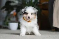 Max, a male Miniature Australian Shepherd for sale in Dundee, OH – Photo 7 of 10