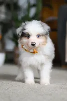 Max, a male Miniature Australian Shepherd for sale in Dundee, OH – Photo 5 of 10