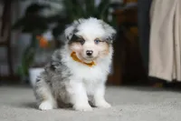 Max, a male Miniature Australian Shepherd for sale in Dundee, OH – Photo 6 of 10