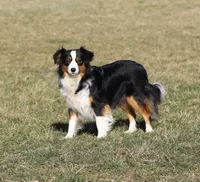 Max, a male Miniature Australian Shepherd for sale in Dundee, OH – Photo 10 of 10
