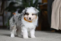 Max, a male Miniature Australian Shepherd for sale in Dundee, OH – Photo 4 of 10