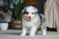 Max, a male Miniature Australian Shepherd for sale in Dundee, OH – Photo 3 of 10