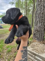Orange collar 🧡, a male Goldador for sale in Mc Kenney, VA – Photo 2 of 3