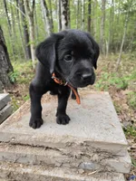 Orange collar 🧡, a male Goldador for sale in Mc Kenney, VA – Photo 3 of 3