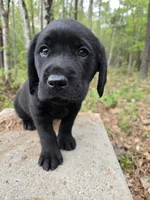 Lime green 💚 , a male Goldador for sale in Mc Kenney, VA – Photo 2 of 3