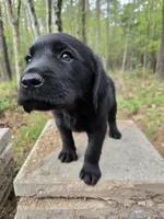 Lime green 💚 , a male Goldador for sale in Mc Kenney, VA – Photo 3 of 3
