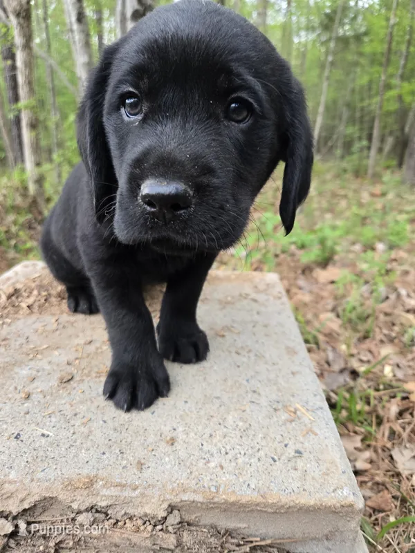 Lime green 💚  – Goldador puppy for sale in Mc Kenney, VA