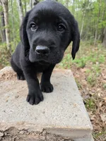 Lime green 💚 , a male Goldador for sale in Mc Kenney, VA – Photo 1 of 3