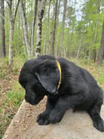 Yellow collar 💛 , a male Goldador for sale in Mc Kenney, VA – Photo 3 of 3