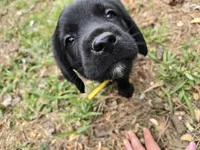 Yellow collar 💛 , a male Goldador for sale in Mc Kenney, VA – Photo 2 of 3
