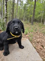 Yellow collar 💛 , a male Goldador for sale in Mc Kenney, VA – Photo 1 of 3