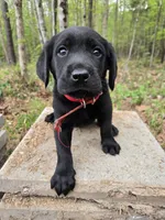 Red collar ♥️ , a male Goldador for sale in Mc Kenney, VA – Photo 2 of 3