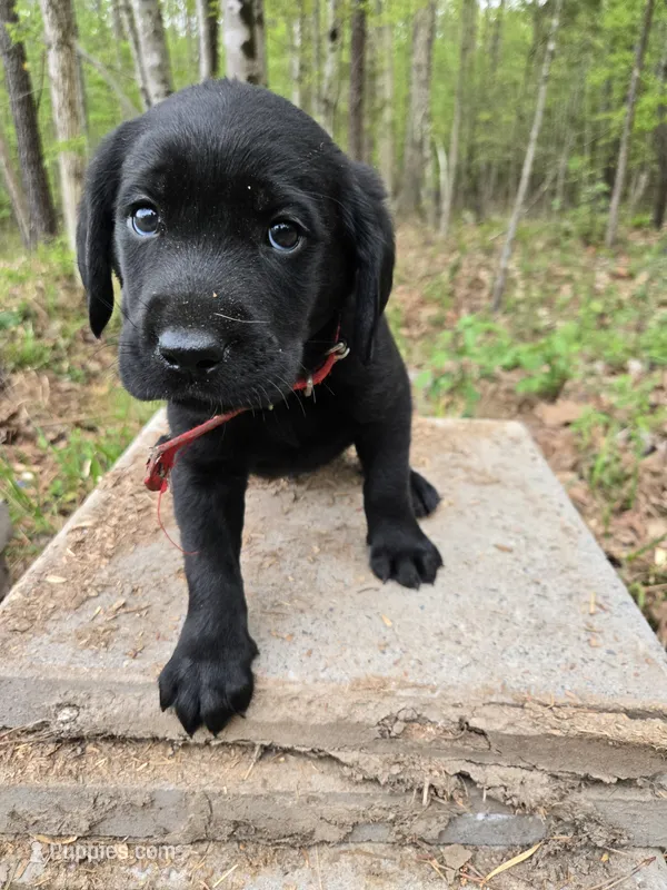 Red collar ♥️  – Goldador puppy for sale in Mc Kenney, VA