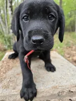 Red collar ♥️ , a male Goldador for sale in Mc Kenney, VA – Photo 3 of 3