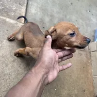 Mr.Pibbles, a male Doberman Pinscher and Labrador Retriever for sale in Fort Benning, GA – 2 of 6