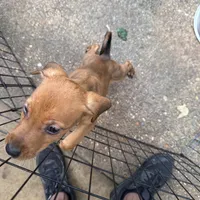 Mr.Pibbles, a male Doberman Pinscher and Labrador Retriever for sale in Fort Benning, GA – 3 of 6