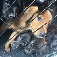 Mr.Pibbles, a male Doberman Pinscher and Labrador Retriever for sale in Fort Benning, GA – 5 of 6