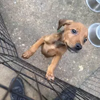 Mr.Pibbles, a male Doberman Pinscher and Labrador Retriever for sale in Fort Benning, GA – 4 of 6