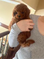 Aldi, a male Poodle - Toy  for sale in Houston, TX – 5 of 9