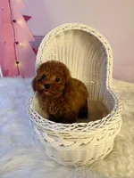 Rocky, a male Poodle - Toy  for sale in Houston, TX – 2 of 7