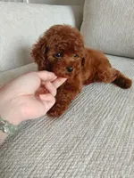 Aldi, a male Poodle - Toy  for sale in Houston, TX – 2 of 10