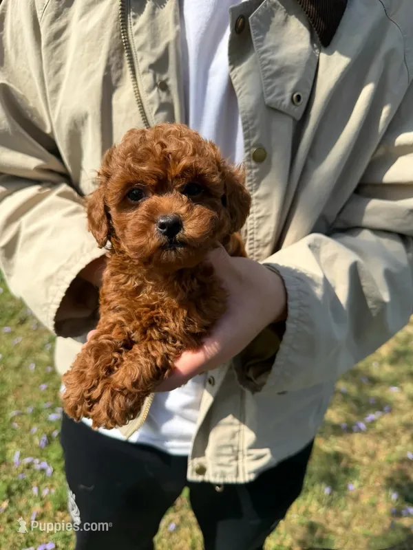 Coco, a female Poodle - Toy  for sale in Houston, TX – 1 of 6