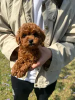 Coco, a female Poodle - Toy  for sale in Houston, TX – 1 of 6