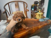 Aldi, a male Poodle - Toy  for sale in Houston, TX – 2 of 9