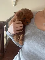 Aldi, a male Poodle - Toy  for sale in Houston, TX – 4 of 9