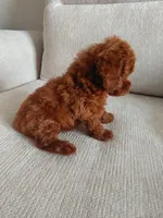 Aldi, a male Poodle - Toy  for sale in Houston, TX – 4 of 10