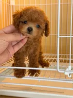 Aldi, a male Poodle - Toy  for sale in Houston, TX – 3 of 10
