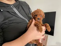 Aldi, a male Poodle - Toy  for sale in Houston, TX – 8 of 9