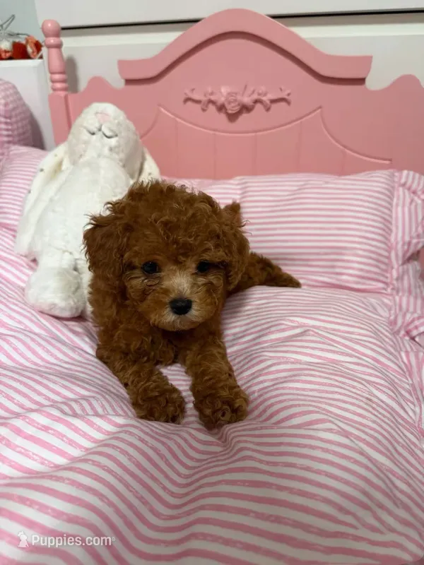 Aldi – Poodle - Toy  puppy for sale in Houston, TX