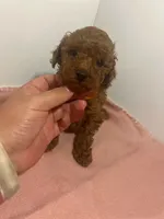 Coco, a female Poodle - Toy  for sale in Houston, TX – 3 of 4