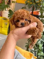 Aldi, a male Poodle - Toy  for sale in Houston, TX – 8 of 10