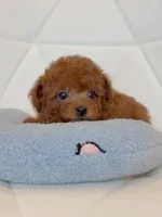 Aldi, a male Poodle - Toy  for sale in Houston, TX – 9 of 10