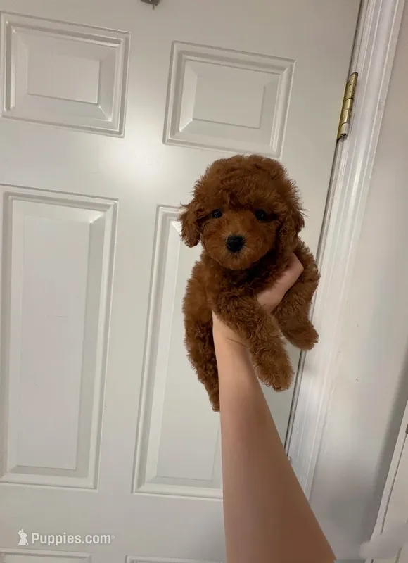 Coco – Poodle - Toy  puppy for sale in Houston, TX