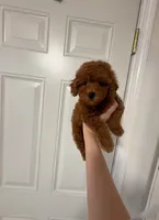 Coco, a female Poodle - Toy  for sale in Houston, TX – 1 of 4