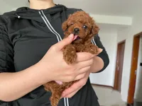 Aldi, a male Poodle - Toy  for sale in Houston, TX – 6 of 9