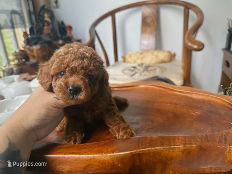 Aldi, a male Poodle - Toy  for sale in Houston, TX – 1 of 9