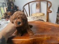 Aldi, a male Poodle - Toy  for sale in Houston, TX – 1 of 9