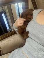 Aldi, a male Poodle - Toy  for sale in Houston, TX – 9 of 9