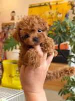 Aldi, a male Poodle - Toy  for sale in Houston, TX – 7 of 10