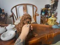 Aldi, a male Poodle - Toy  for sale in Houston, TX – 3 of 9
