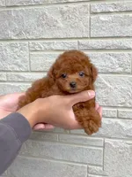 Aldi, a male Poodle - Toy  for sale in Houston, TX – 5 of 10