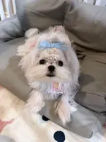 Snowy, a male Maltese for sale in Houston, TX – 5 of 5