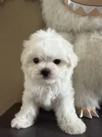 Snowy, a male Maltese for sale in Houston, TX – 3 of 5